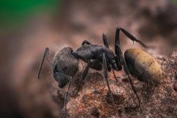 Camponotus - Foto Macro - Macro Fotografía.