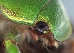 Coleoptera - Foto Macro - Macro Fotografía.