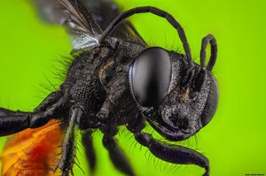 Hymenoptera - Foto Macro - Macro Fotografía.