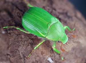 Coleoptera - Foto Macro - Macro Fotografía.