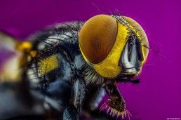 Diptera - Foto Macro - Macro Fotografía.