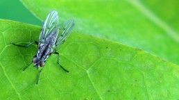 Diptera - Foto Macro - Macro Fotografía.