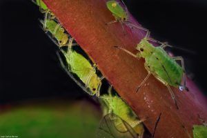 Aphididae - Foto Macro - Macro Fotografía.